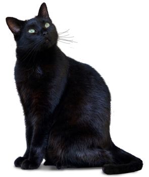 Cats Tumblr, What Cat, Cat Stands, Cat Pose, Cat Artwork, Cute Black Cats, Cat Photography, Funny Cat Memes, Cat Sitting