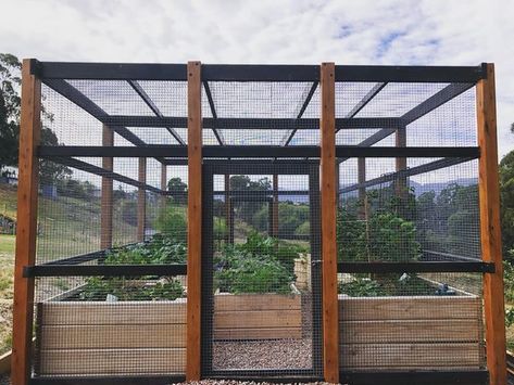 Adam Beswick on Instagram: "Recently checked up on one of our enclosed veggie structures we built last year and you can see the produce is just exploding 🌿💥 #veggiegarden #homegrown #vegetablegarden #landscaping #productivegarden #veggiepatch" Vege Garden Design, Enclosed Garden Structures, Enclosed Garden Beds, Garden Enclosure Ideas, Raised Veggie Gardens, Veggie Garden Design, Designing A Garden, Garden From Scratch, Fenced Vegetable Garden