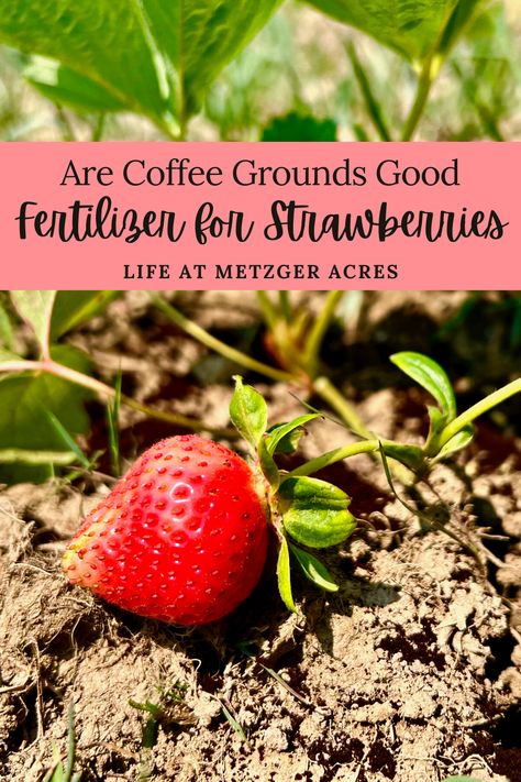 If you’ve found yourself wondering if coffee grounds are a good fertilizer for strawberries, or what else you can fertilize your strawberry plants with, keep reading! Strawberry Fertilizer, Coffee Grounds For Plants, Teddy Bear Bouquet, Strawberry Growing, Coffee Grounds As Fertilizer, Strawberries In Containers, Rose Teddy Bear, Berry Garden, Landscape Design Ideas