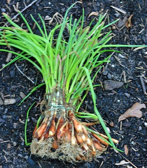 Planting Onions Bulbs, Granny's Recipes, Planting Onion Sets, Garden List, Garden Basics, Dirt Therapy, Grow Onions, Ro Plant, Chives Plant