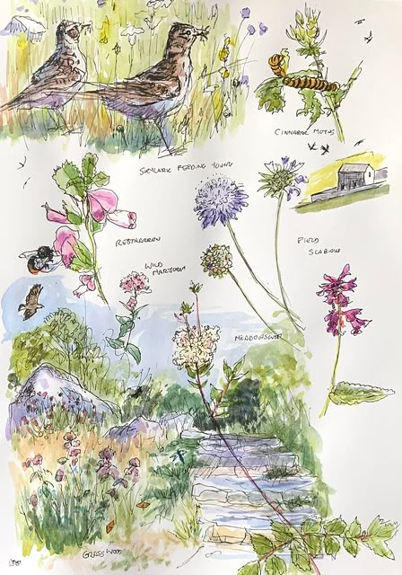 Sketches from Grass Wood | A nature reserve near Grassington… | Flickr Animals And Plants Drawing, Aesthetic Nature Drawing Sketches, Sketch Nature Simple, Nature Sketchbook Ideas, Field Journal Aesthetic, Drawing Nature Watercolor, Flora And Fauna Drawings, Wild Flowers Illustration, Artist Hands