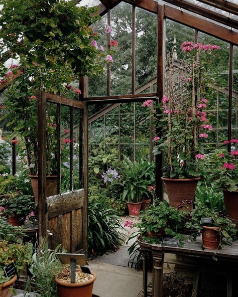 Backyard Balcony, Home Greenhouse, Garden Greenhouse, Greenhouse Gardening, Outdoor Decor Backyard, Plants And Flowers, Nature Garden, July 10, Garden Room