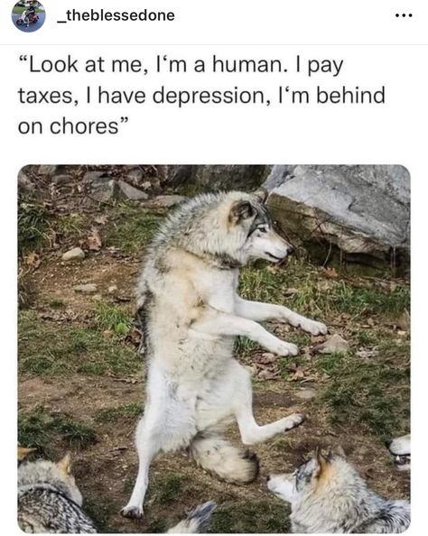 Funny Animal Memes, Dog Memes, Animal Memes, Cute Funny Animals, Bones Funny, Funny Laugh, Funny Cute, Really Funny, Funny Animals