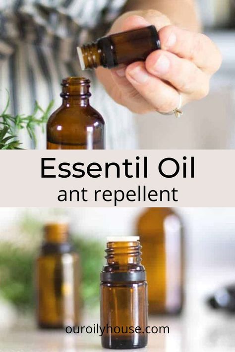 Ants Spray Diy Homemade, Any Repellent Essential Oils, What Gets Rid Of Ants, All Natural Ant Repellant, Essential Oils To Kill Ants, Ant Spray Diy Homemade Essential Oils, Anti Ant Spray, Essential Oils Ants Repellant, Essential Oils To Get Rid Of Ants