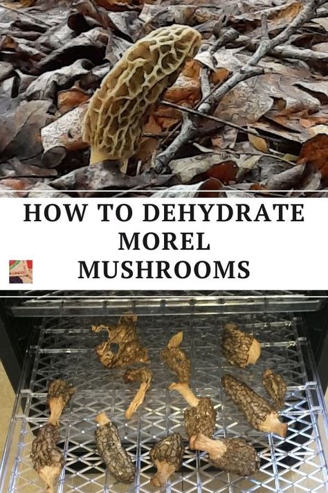 Learn how to clean, dehydrate, store and rehydrate morel mushrooms. Growing Morel Mushrooms, Moral Mushrooms, Mushroom Business, Morel Recipes, Dehydrating Food Storage, Wild Mushroom Recipes, Caramelized Onions And Mushrooms, Dehydrating Food, Wild Foraging