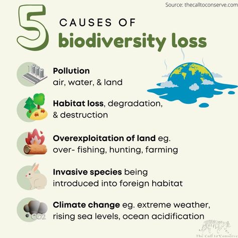 5 Causes of Biodiversity Loss Infographic Environmental Science Lessons, Biodiversity Loss, Biodiversity Conservation, Science Words, Science Club, Teacher Boards, Environmental Education, Circular Economy, Environmental Issues