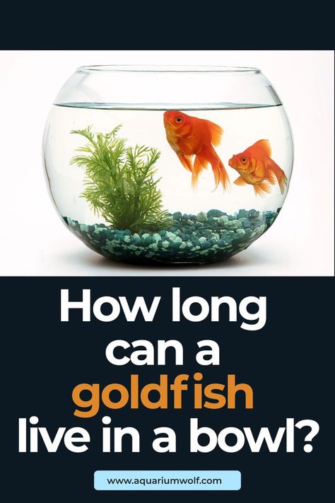 A Goldfish living in a bowl is lucky to make it to one year. Even if you do things right and perform frequent water changes, the average lifespan in a bowl is only two to three years. Goldfish Species, Goldfish In A Bowl, Aquarium Grass, Aquarium Set, Goldfish Tank, Aquarium Maintenance, Aquarium Driftwood, Goldfish Bowl, Tiny Fish