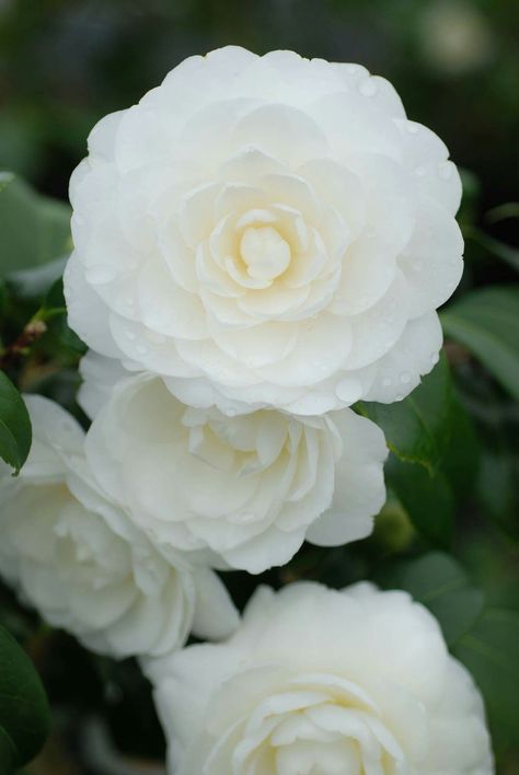 White Camellia Aesthetic, Camellia Flower Aesthetic, Camellia Aesthetic, Camellia Bush, White Camelia, Camilla Flower, White Camellia Flower, Nursery Trees, Camelia Flower