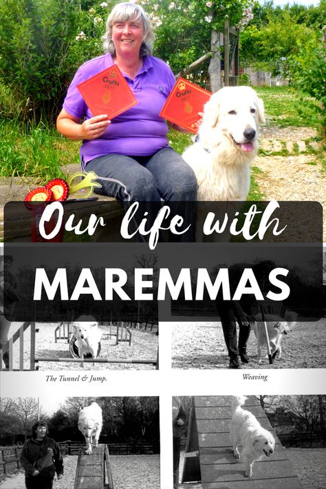 Anita, Grande Daze owner & dog lover, shares when she first fell in love with Maremma Sheepdogs, and why she believes showing them is important Maremma Dog, Maremma Sheepdog, Pyrenean Mountain Dog, Mountain Dog, Retriever Dog, Mountain Dogs, Fell In Love, Dog Lover, Our Life