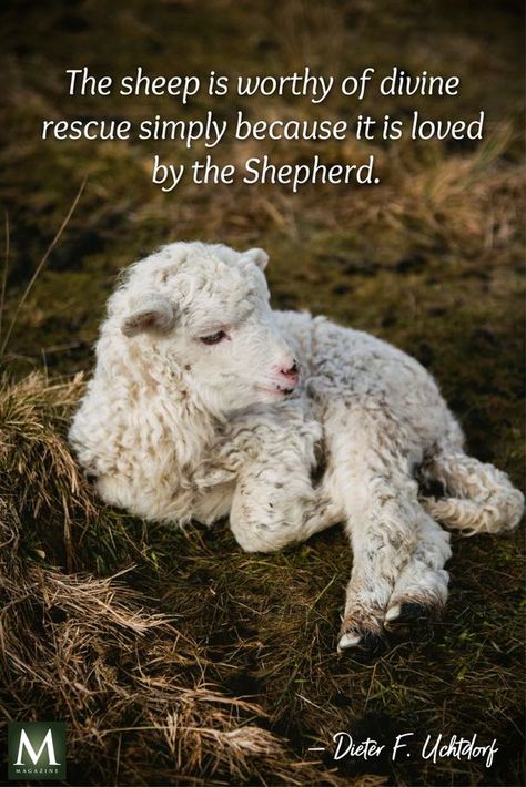 Restoring the Lost Sheep | 26 June 2019 | LDS Daily Sheep Quote, French Quote, The Lost Sheep, Quotes Arabic, Church Quotes, Saint Quotes, A Sheep, Lds Quotes, The Good Shepherd