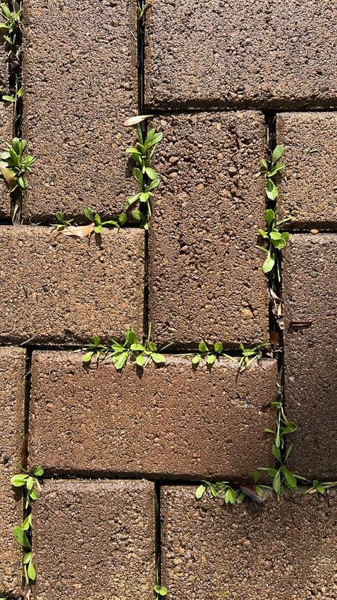 Flowers Growing Through Cracks, Plant Growing From Concrete, Plants Growing Through Cracks, Plants Growing In Cracks, Flower Growing Through Concrete, Plant Overgrowth, Overgrown Plants, Concrete Background, Flowers Growing