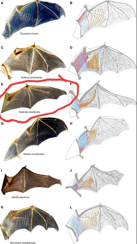 Bat Anatomy, Wing Anatomy, Dragon Anatomy, Bat Species, Wings Drawing, Fruit Bat, Cute Bat, Vampire Bat, Haiwan Peliharaan