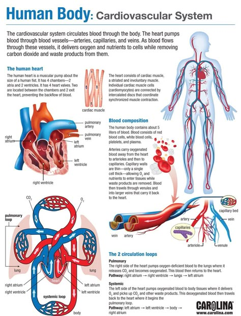 Basic Anatomy And Physiology, Nurse Study Notes, Biology Facts, Medical Student Study, Nursing School Survival, Human Body Anatomy, Nursing School Studying, Medical School Inspiration, Medical School Studying