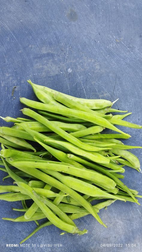 Cluster beans - good fresh from our garden Cluster Bean, Celery, Green Beans, Green