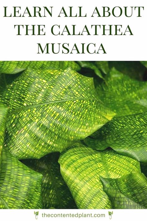 Learn all about the calathea musaica-pin image Calathea Musaica Network, Calathea Network Plant, Calathea Mosaica, Calathea Network, Plant Calathea, Calathea Musaica, Plant Kingdom, Kingdom Plantae, Plants Care