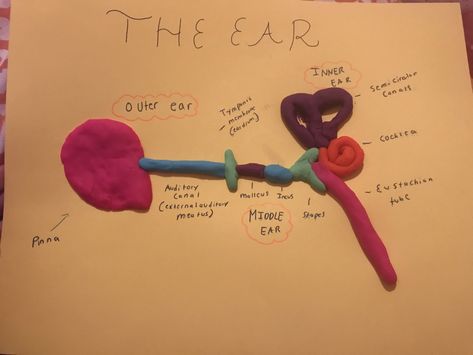 Ear Anatomy Model Ear Model Project, Speech Pathology Grad School, Easy Clay Models, Ear Diagram, Ear Project, Ear Model, Ap Psych, Ear Anatomy, Teaching Math Strategies