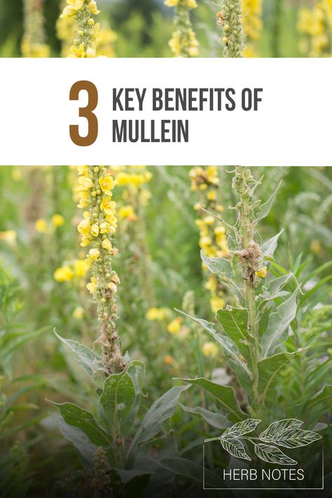 Herb Notes: The Benefits of Mullein Mullein Flower Benefits, Mullin Herb, Mullen Herb Benefits, Mullein Leaf Benefits, Mullein Benefits, Benefits Of Mullein, Herb Notes, Elderberry Gummies, Bulk Herbs