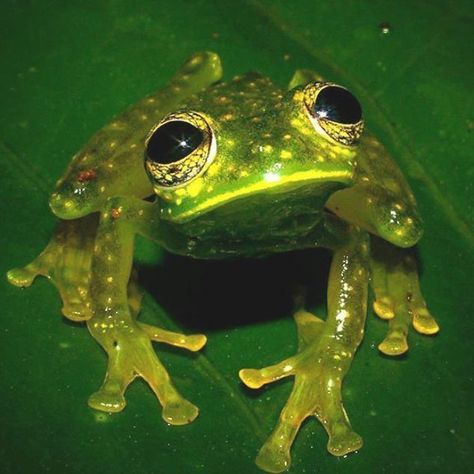 Freddo Frog, Glass Frogs, Oxford City, Dart Frogs, Frog Pictures, Glass Frog, African Cichlids, Dart Frog, Funny Frogs