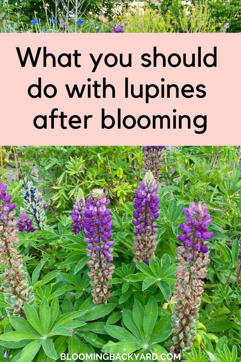 When To Plant Lupine Seeds, Lupine Companion Plants, Lupine Flowers Garden, Zone 4 Landscaping, Russell Lupine, Lupins Flowers, Lupines Flowers, Lupine Garden, Lupines Garden