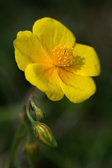 -BLEN flores de Bach- Common Rock Rose Himalayan Flowers, Bach Flowers, Bach Flower Remedies, Buttercup Flower, Flower Remedy, Rock Rose, Flowers Gif, Rose Pictures, Special Flowers