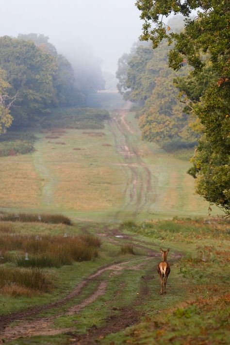 Despite being surrounded by London's urban sprawl, Richmond Park has got to be one of the best places in the UK for wildlife photography. There are around 600 wild deer living in the park and they've become accustomed to people and traffic, so getting close enough for good photos is a lot easier than in most other places.  It's a real privilege to be able to photograph these magnificent Red Deer in a setting as photogenic as Richmond Park, especially when it's so close to the ... Wild Deer, Park Forest, Richmond Park, Forest Hill, British Countryside, Red Deer, Country Side, Peaceful Places, London Calling