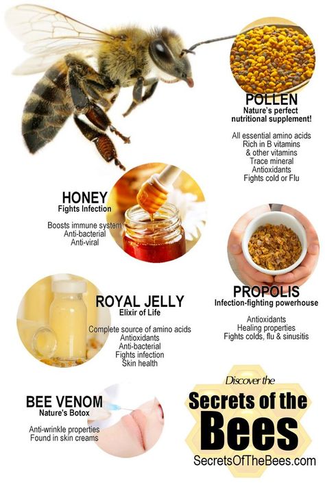 Infographic :: Health Benefit of Bee Products - Secrets of the Bees Honey Bee Facts, Bee Bread, Bees And Honey, Bee Products, Backyard Bee, Beekeeping For Beginners, Bee Propolis, Backyard Beekeeping, Bee Venom