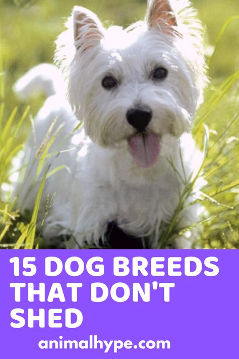 Dogs That Dont Shed, Small Dogs That Dont Shed, Non Shedding Dog Breeds, Funny Talking Dog, Dog Dancing, Dog Breeds That Dont Shed, Non Shedding Dogs, Hypoallergenic Dog Breed, Funny Talking