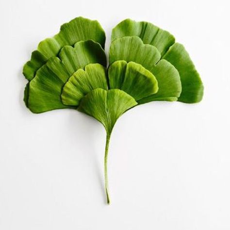 Sarah Illenberger, Ginko Biloba, نباتات منزلية, The Secret Garden, Ginkgo Biloba, Ginkgo Leaf, Leaf Art, Color Of The Year, Green Plants