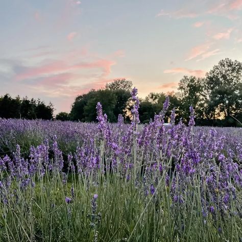 Lavender Skin, Growing Lavender, San Juan Island, Lavender Aesthetic, Lavender Garden, Purple Garden, Lavender Plant, Lavender Farm, Flower Landscape