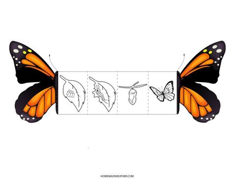 Butterfly Lifecycle Printables Butterflies Life Cycle, Lifecycle Of A Butterfly Free Printable, Butterfly Lifecycle Printable, Butterfly Life Cycle Project, Lifecycle Of A Butterfly, Butterfly Cycle, Butterfly Lifecycle, Kids Nature Activities, Butterfly Life Cycle Activity