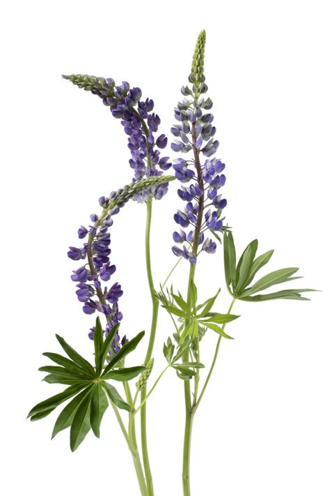 Fine Line Lupine Tattoo, Lupine Illustration, Mountain Lupine, Blue Lupine, Botanical Artists, Lupine Flowers, Flowers Paintings, Watercolor Flower Art, Watercolor Flowers Paintings