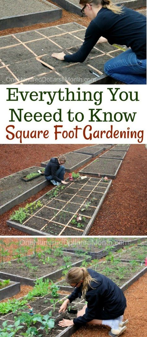 Everything You Need to Know About Square Foot Gardening - One Hundred Dollars a Month Square Foot Gardening Layout, Garden Design Layout, Kitchen Waste, Square Foot Gardening, Garden Layout, Veggie Garden, Raised Beds, Compost Bin, Raised Garden Beds