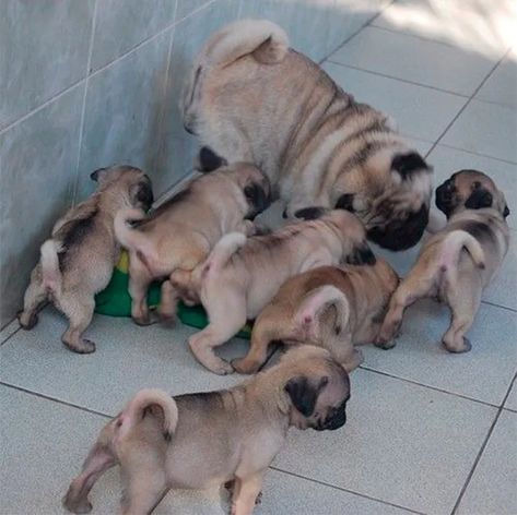 Cachorros Pug Baratos Adopcion | Mercado Libre Grumble Of Pugs, Baby Pugs, Pug Mom, Pug Puppies, Cute Pugs, Pug Lover, Pug Love, Pug Life, Pug Dog