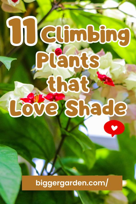 Elevate your garden to new heights with "11 Climbing Plants That Love Shade." Dive into the world of vertical wonders that bring elegance to shaded spaces, offering a perfect blend of beauty and functionality. Ready to create a shaded paradise? Click now to unlock the secrets and follow us for a garden full of imaginative ideas! Shade Loving Vine, Vines For Shade Climbing, Climbers For Shady Walls, Vines That Grow In Shade, Shade Climbers Plants, Shade Loving Climbing Perennials, Shade Loving Climbing Plants, Climbing Flowers For Shade, Shade Vines Flowering