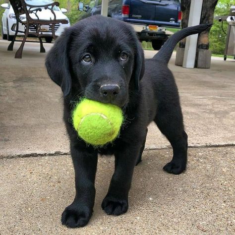 Labrador Nero, Labrador Training, Black Lab Puppy, Black Labrador Puppy, Labrador Noir, Brown Labrador, Black Labs Dogs, Black Labrador Dog, Black Puppy