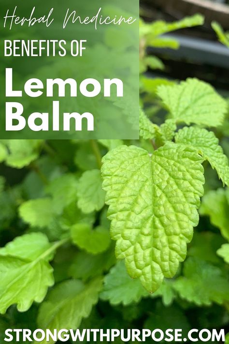 Lemon balm / Melissa balm / Melissa officinalis is one of my very favorite herbs. Its refreshing scent has a way of… by strongpurpose Lemon Balm Benefits, Lemon Balm Uses, Lemon Balm Tincture, Intuitive Living, Melissa Officinalis, Lemon Balm Tea, How To Grow Lemon, Benefits Of Lemon, Lemon Health Benefits