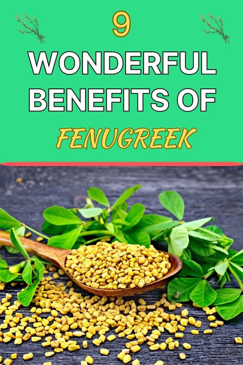 benefits of fenugreek Fenugreek Benefits Women, Sprouts Benefits, Benefits Of Fenugreek, Fenugreek Benefits, Ayurvedic Plants, Growing Garden, Low Cholesterol Diet, Growing Gardens, Cholesterol Diet