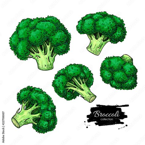 Broccoli hand drawn vector set. Vegetable drawing. Stock Vector | Adobe Stock Broccoli Drawing, Vegetable Drawing, Hand Drawn Vector, Vector Character, Adobe Stock, Broccoli, Adobe Illustrator, Stock Vector, Hand Drawn