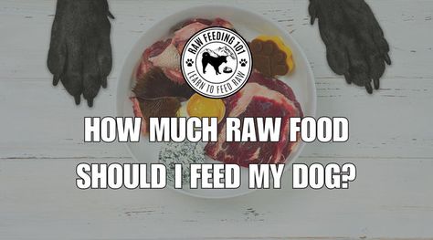 Transitioning your dog to a raw food diet involves more than just serving them uncooked meals; it's about embracing a diet that closely aligns with their natural eating habits and physiological needs. This guide is crafted to navigate do... Physiological Needs, Food For Beginners, Raw Feeding For Dogs, Natural Eating, Raw Dog Food Diet, Balanced Meal Plan, Raw Dog Food, Raw Dog Food Recipes, Dog Nutrition