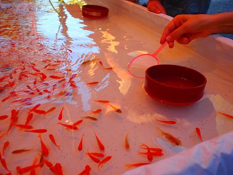 Kingyo!  Kingyo-Sukui (goldfish scooping) is the classic play of the Japanese summer festival Goldfish Japanese, Japanese Summer Festival, Matsuri Festival, Traditional Game, Japanese Summer, Japan Summer, Festival Aesthetic, Japanese Festival, Bouncy Balls