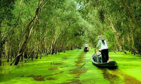 Rừng tràm Trà Sư nằm ở gần núi Trà Sư, huy�ện Tinh Biên thuộc An Giang. Lý do được gọi là rừng tràm vì hầu như chiếm phần lớn diện tích nơi đây là những cây tràm xanh ngắt. “Trà Sư” theo lý giải của dân bản địa có nghĩa là “ông thầy tu” hay có một lý giải khác là “một thầy tu tên Sư”. Vào tháng 9 – tháng 11, rừng tràm Trà Sư ngập nước rất đẹp cho du khách khám phá vẻ đẹp hoang dã tại đây. Vietnam Voyage, Vietnam Travel Guide, Visit Vietnam, Mekong Delta, Vietnam Tours, South Vietnam, Floating In Water, Vietnam Travel, Boat Trips