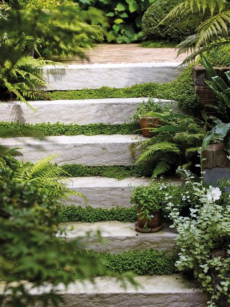 Foliage plants: how to use green foliage plants in your garden - Gardens Illustrated Courtyard Oasis, Tattoo Landscape, Wallpaper Plant, Landscape Stairs, Small City Garden, Garden Stairs, Garden Levels, Kensington Gardens, London Garden