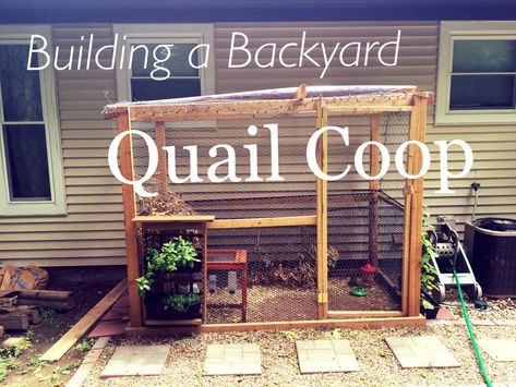 Quail Coop Ideas, Quail Coop Ideas Diy, Backyard Quail, Quail Chicks, Baby Quail, Quail Pen, Quail House, Button Quail, Quail Coop