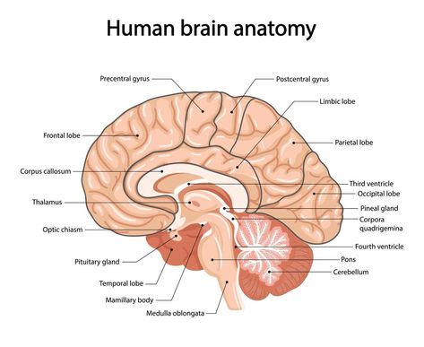 Human brain, anatomical illustration in cartoon style Human Brain Drawing, Human Brain Diagram, Brain Anatomy And Function, Anatomical Illustration, Human Brain Anatomy, Brain Diagram, Biology Diagrams, Brain Drawing, Brain Illustration