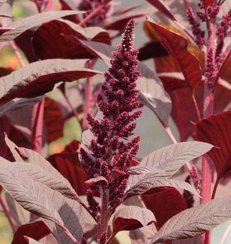 Amaranth Plant, Companion Gardening, Growing Tomatoes In Containers, Organic Vegetable Garden, Tomato Garden, Urban Gardening, Burgundy Flowers, Growing Tomatoes, Herb Seeds