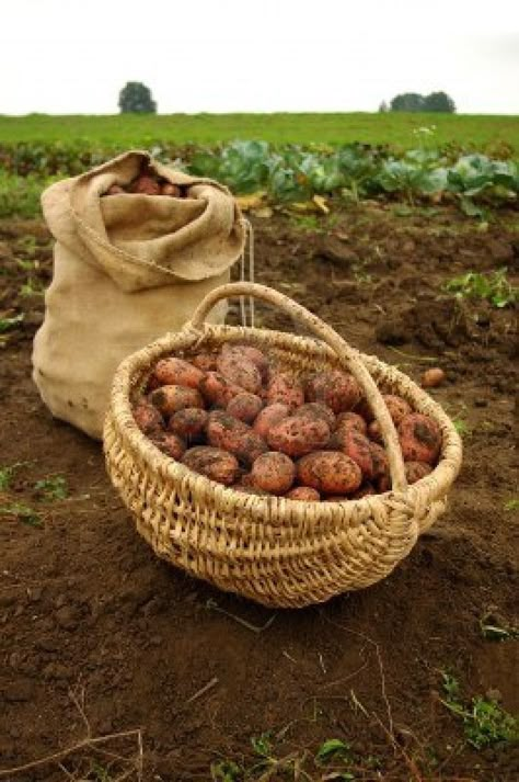 Life Is Better On The Farm, Garden Harvest Basket, Garden Potatoes, Sack Of Potatoes, Potato Farm, Potato Harvest, Harvest Basket, Burlap Sacks, Bountiful Harvest