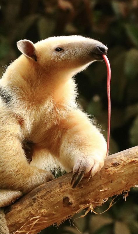 The Lesser Anteater: A species of solitary nature from South America. (aka the southern tamandua) Strange Animals, Dangerous Animals, Unusual Animals, Rare Animals, Majestic Animals, Animal Species, Amazing Animals, Weird Animals, Unique Animals