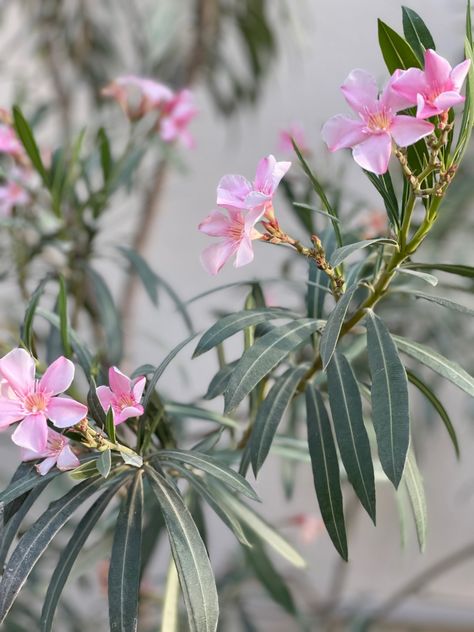 Botanical name: Nerium oleander also known as Rose Bay and common oleander Trees With Flowers, Oleander Flower, Nerium Oleander, Riad Marrakech, Rose Bay, Colorful Plants, Flowering Trees, Art References, Tree Painting