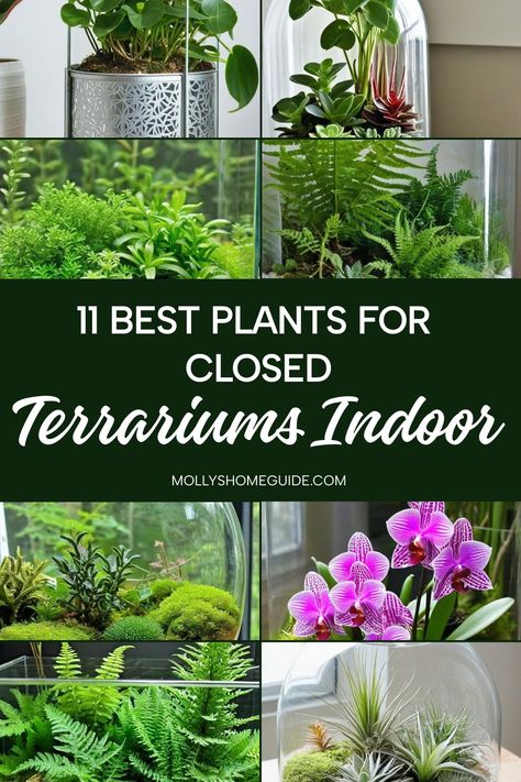 Looking to create a beautiful closed terrarium indoors? Discover the best plants for closed terrariums that thrive in high humidity. From essential plants like ferns and mosses, to beautifully colored foliage options, there are endless possibilities to create your own lush oasis. Consider top plants such as Fittonia, Pilea, or Peperomia for their compact size and low maintenance needs. If you prefer a more whimsical touch, explore creeping plants like Baby's Tears or Creeping Fig. Best Closed Terrarium Plants, Create Humidity For Plants, Plant Terrarium Closed, Small Plants For Terrarium, Diy Closed Terrarium, Pothos Terrarium, Diy Greenhouse Indoor, Best Plants For Closed Terrariums, Indoor Terrarium Ideas