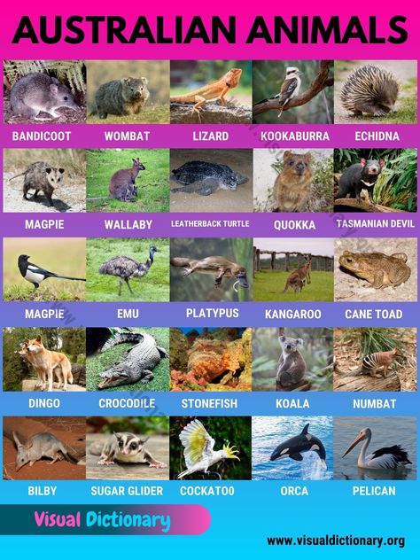 Animals From Australia, Animals In Australia, Homeschool Goals, Animals Of Australia, Animals List, Animals Around The World, Animals Name In English, Animal Infographic, Animal Quiz